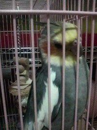 愛知県 できれば名古屋市内 で鳥類 コザクラインコ を多く取り扱 Yahoo 知恵袋