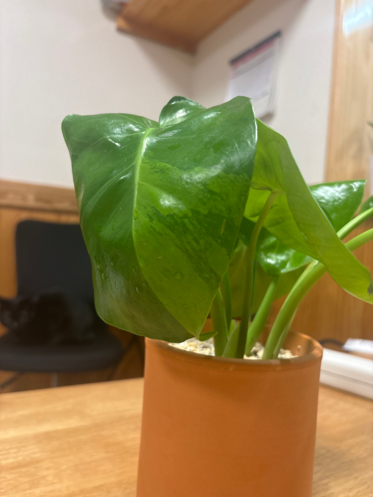 モンステラ、これは斑入りですか？昨日お店で見切り品のモンステラを