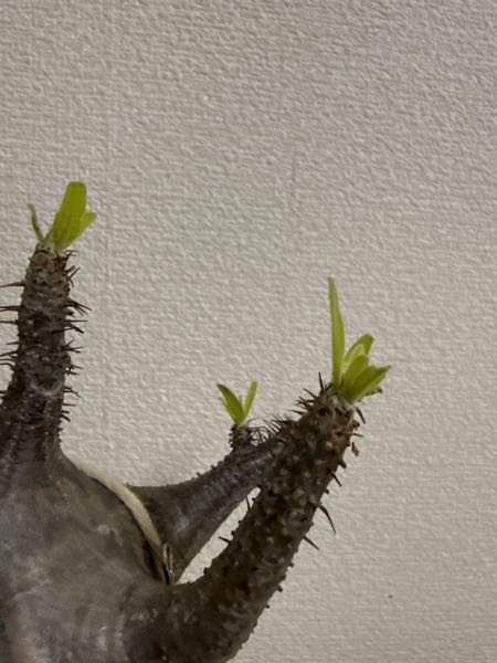 パキポディウムグラキリスを発根管理中に半年経って葉が出てきました