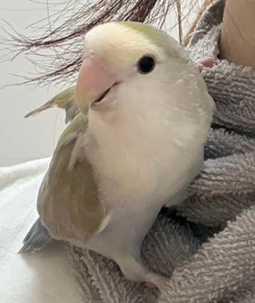 コザクラインコのカラーについて質問です。うちのコは、何というカラー