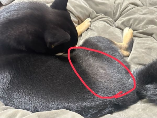 柴犬です！有難いことに毛並みめちゃくちゃ褒められるんです。お散歩し 