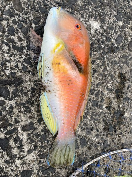 リップルフィッシャーレッドアイ97でオールシーズン青物とシーバスを