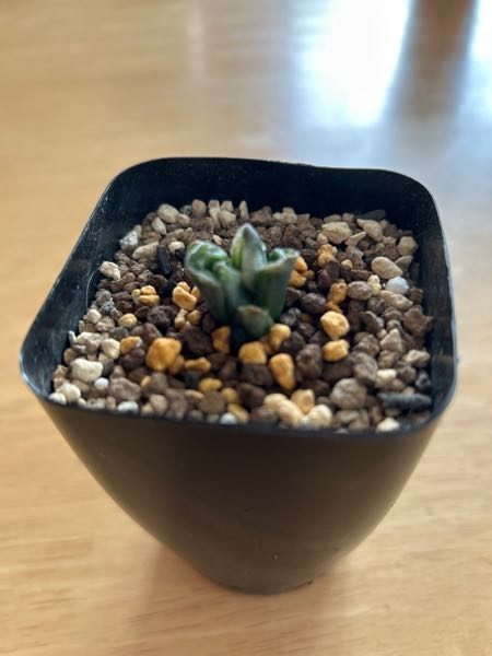 蛙玉ハオルチアというのをショップで見つけ、あまりの可愛さに思わず