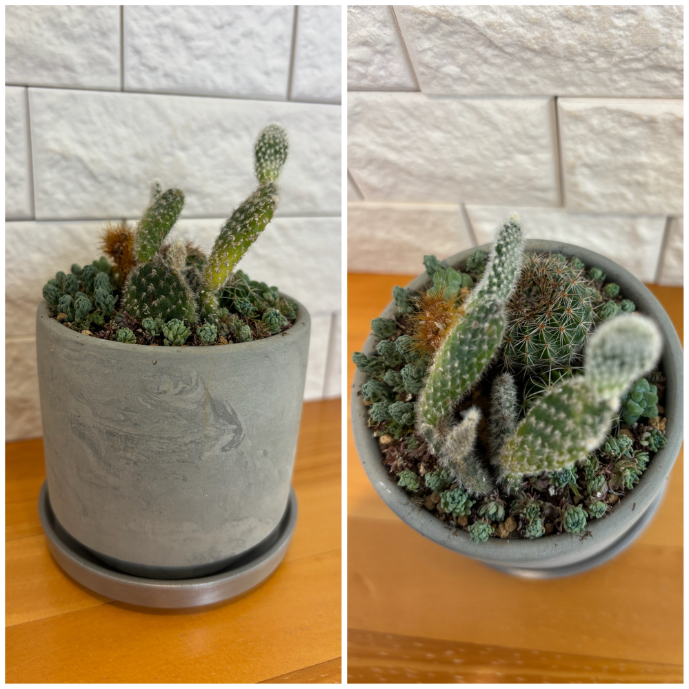 2ヶ月くらい前に購入したサボテンの元気が無くなってきました。最初は
