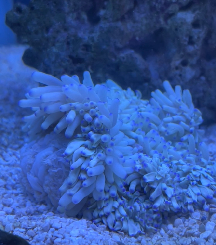 海水魚水槽でシライトイソギンチャクを飼っています購入して2週間ほど 