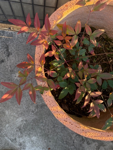 こちらの、植物はなんでしょうか？雑草のように突然生えてきました