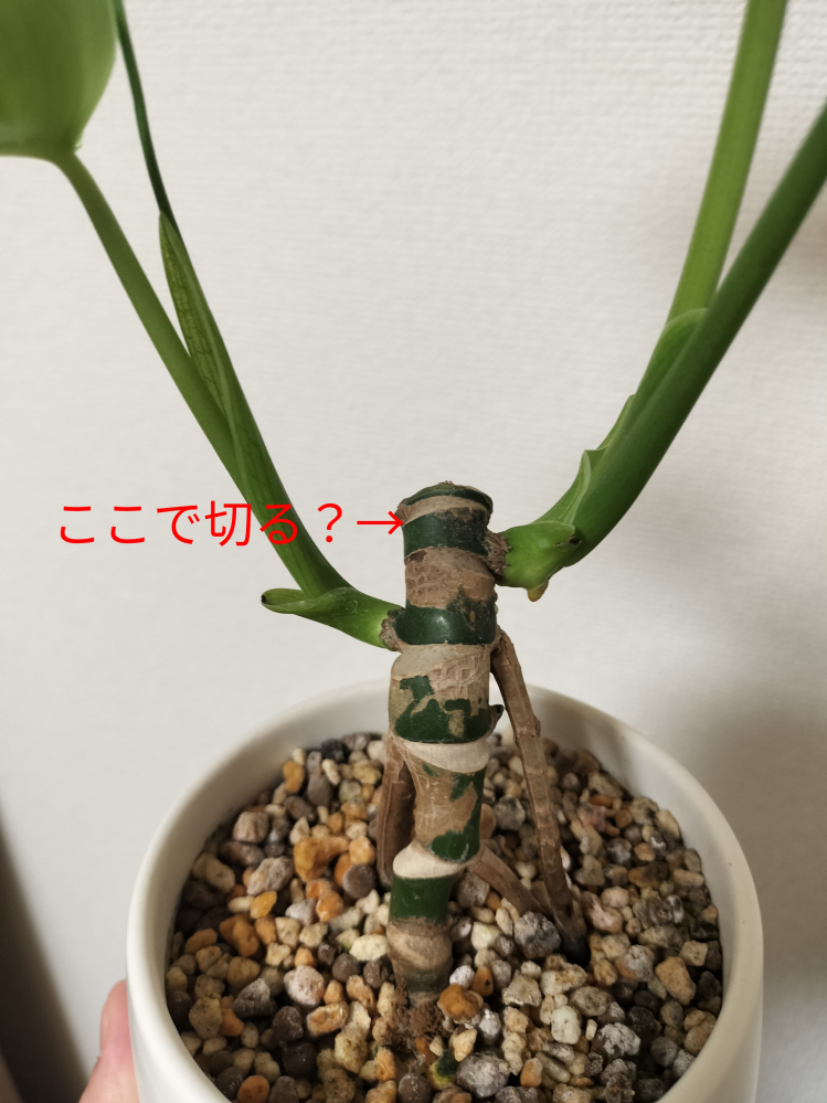 モンステラを育てているのですが、画像の様に節の横から芽が出てきまし