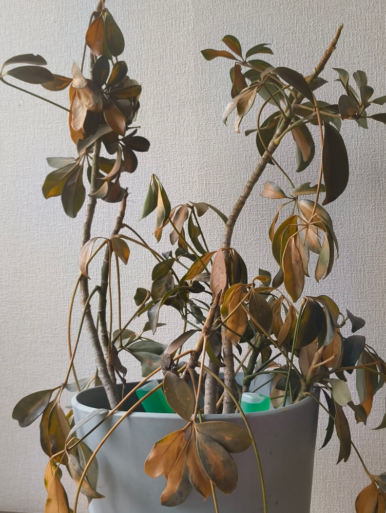 枯れかけの観葉植物についての質問です。観葉植物を引き取ったのですが