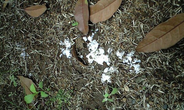 庭の土に白カビのようなものが発生します 最初は白い綿のような状態から だんだん Yahoo 知恵袋