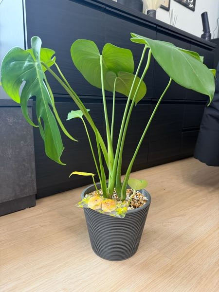 このモンステラを先週の土曜日にホームセンターで購入したのですが