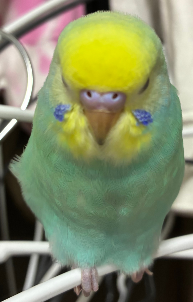 インコや文鳥・ジュウシマツやキンカチョウなど鳥類を飼育している方に