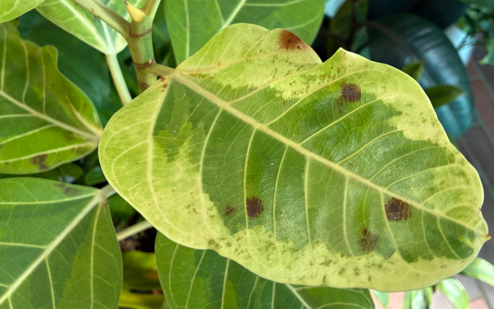 これはどういう状態なのでしょうか？半分くらい以上の葉にこのような