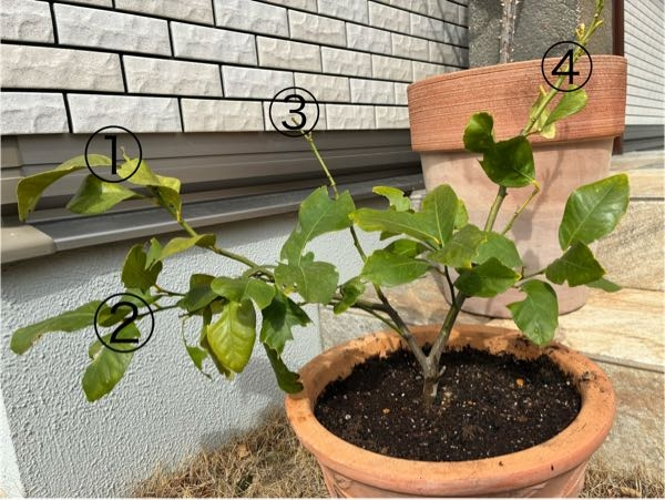 お世話になります。盆栽鉢に押してある落款なのですか？何と読むの