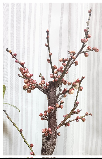 今年購入した梅の盆栽です。今は花が終わり全て散りました。調べた