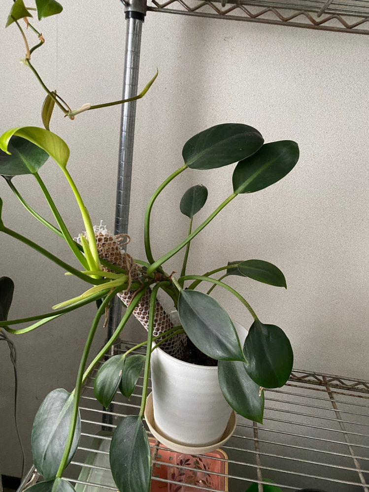 100均で2年前に買った植物ですが名前がわかりません。わかる方よろし 
