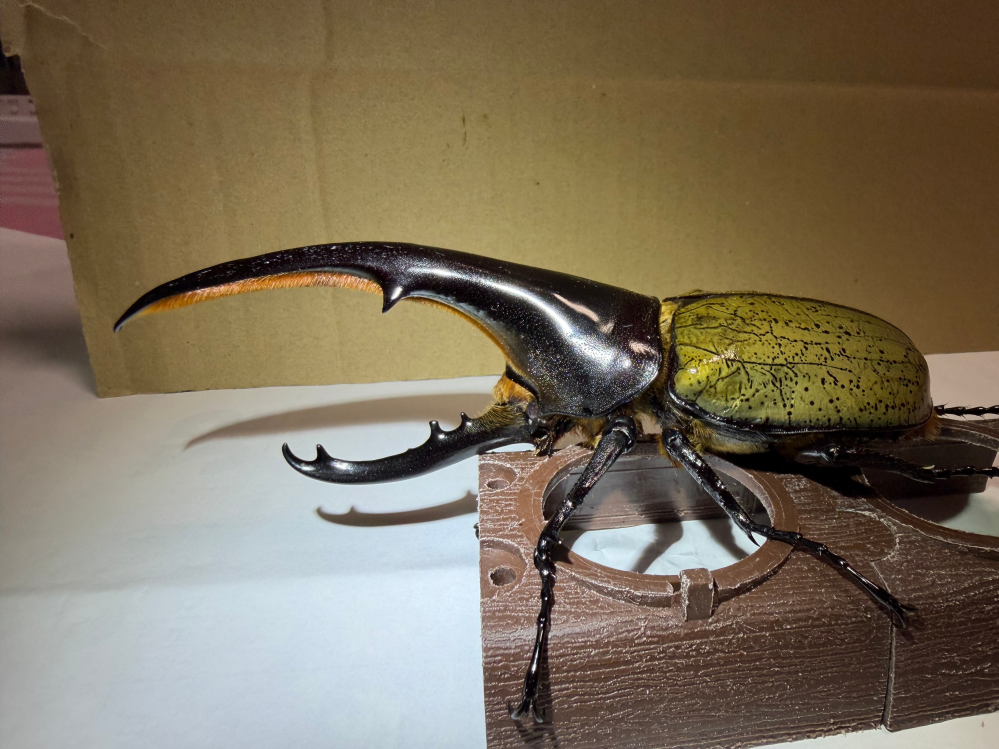 この146mmの特に血統なしのヘラクレスオオカブトですが、形的に 
