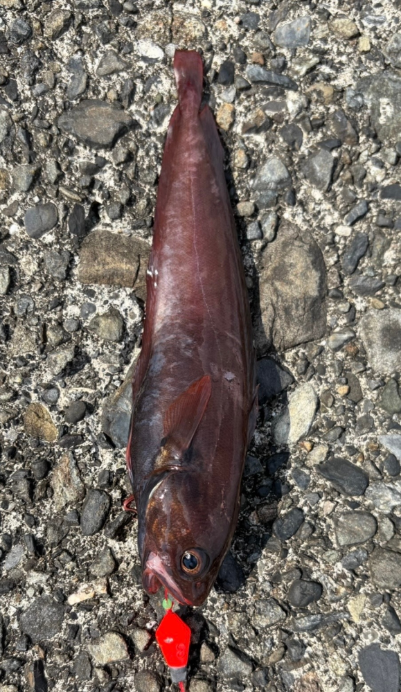 これはなんの魚ですか？ 静岡の伊豆方面で穴釣りしていたら釣れました。