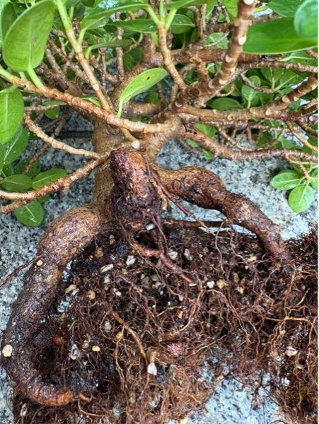 斑入り植物(ガジュマル)についてメルカリなどで、『激レア』とし
