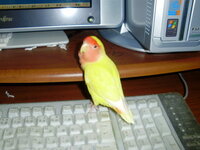 コザクラインコの色の名前についてよくわかりません ルチノーとかゴールデンチェリ Yahoo 知恵袋