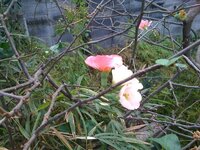 赤と白の花が一緒の木には咲くことってあるんですか ボケでしょうね見たこと Yahoo 知恵袋