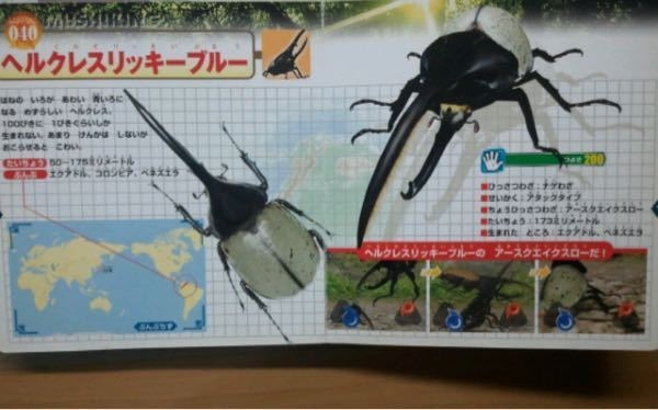昆虫に関しての質問です。最近思ったのですが、ヘルクレスリッキー