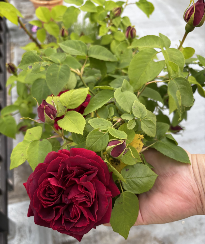 5月咲くバラ名前不明 あるスレッドでバラの名前をご存じないかうかがいました花はこのように