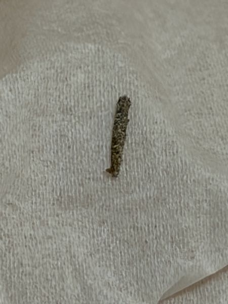 これ、なんの虫かわかりますか？消しカスにそっくりでした。 - Yahoo