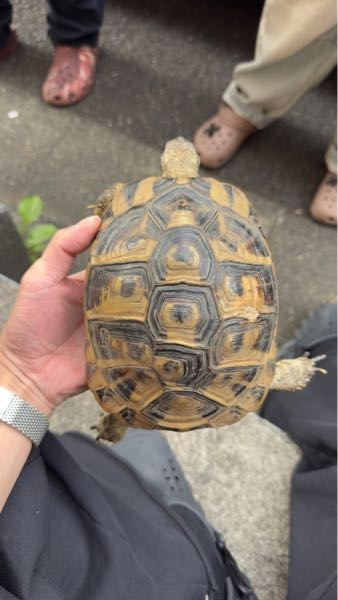 ヘルマンリクガメのケージについて質問です。ヘルマンリクガメにとって