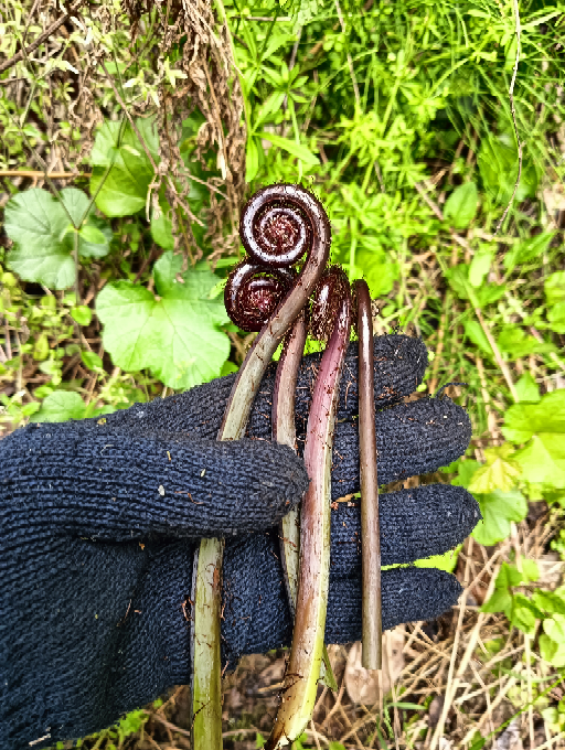 植物についての質問です。このシダ系の植物はなんでしょう？開いた