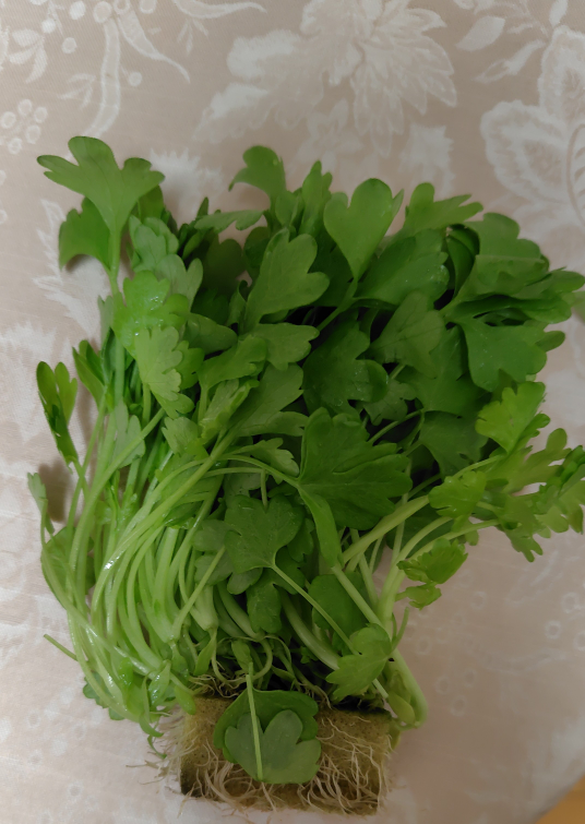 セロリ　　他の方は購入しないでください 画像の野菜はセロリとして買い物してきたんですがこれは本当にセロリ