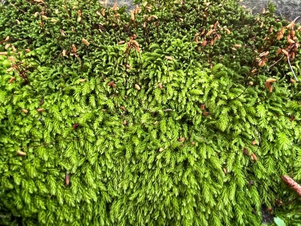 この苔の名前を教えてください。 - 私も、わかりませんが、樹幹の基部