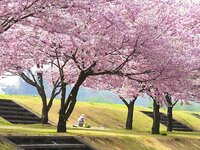 桜の木の下 よく聞く桜の木の下に死体が埋まっているという言葉は どこ Yahoo 知恵袋