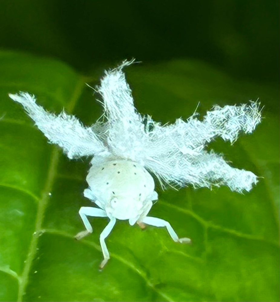 この虫について質問です。自宅の紫陽花の葉にあまり見かけない虫を