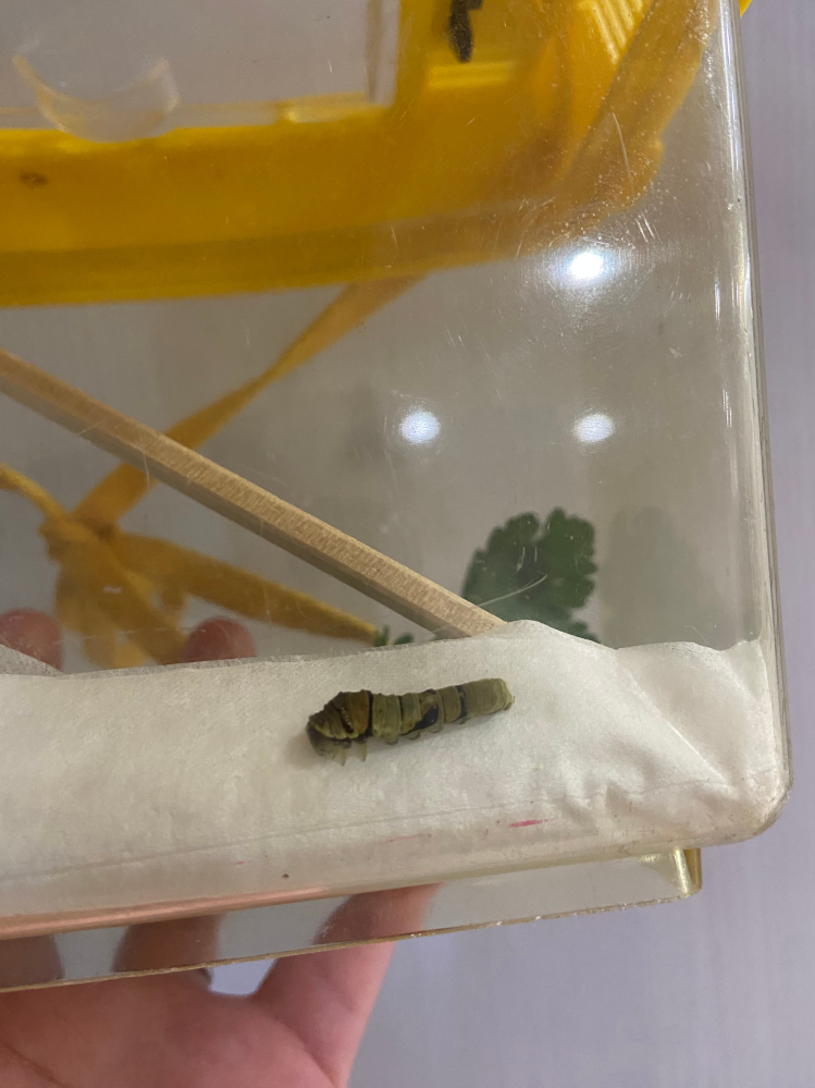 幼虫について質問です。ホームセンターの植物コーナーの床に元気なく 
