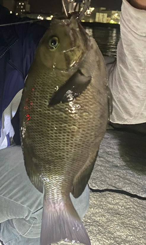 魚の名前について質問です。 この魚は何という魚ですか？ 大阪湾奥で夜に青イソメで釣れました。 グレのようですが目が違うように見えます。 分かる方教えて下さい。 どうぞ宜しくお願い致します。