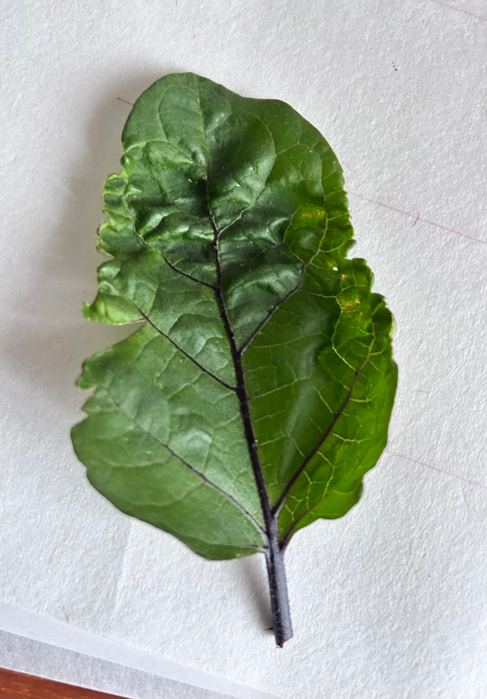 白蛇伝、紅孔雀、ナイルの一滴のような、ハオルチアの中でもレアで高額