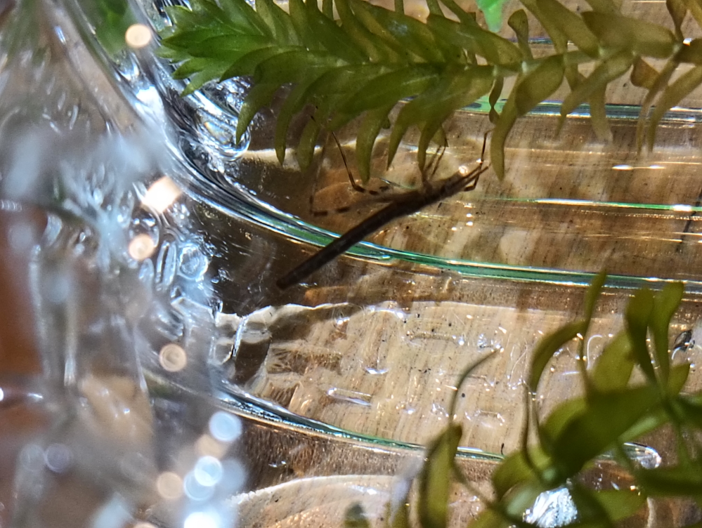 水生昆虫について質問です ある川でたまたま採取したのですがこちらに写っている水生昆虫がわかりますか？ （画像がぼやけていてわかりにくいのですが&hellip;） パット見た特徴としては ・体長2〜3cm程 ・6本足 ・腹部のうしろ（おしり）が四角い ・顔に2対の触感？のようなものがある のような感じです 鎌や呼吸管などはないためミズカマキリではないと思います よろしくお願いします