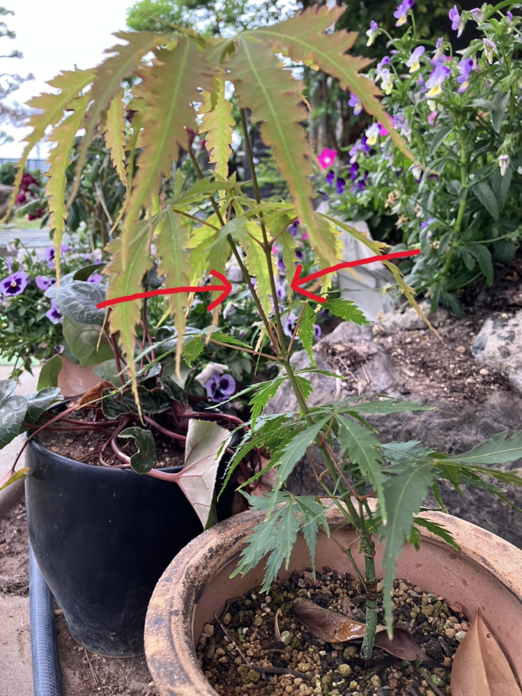 シュロの木は何故三本一緒に植えてあるのですか？ - 昔、玄関の近くに