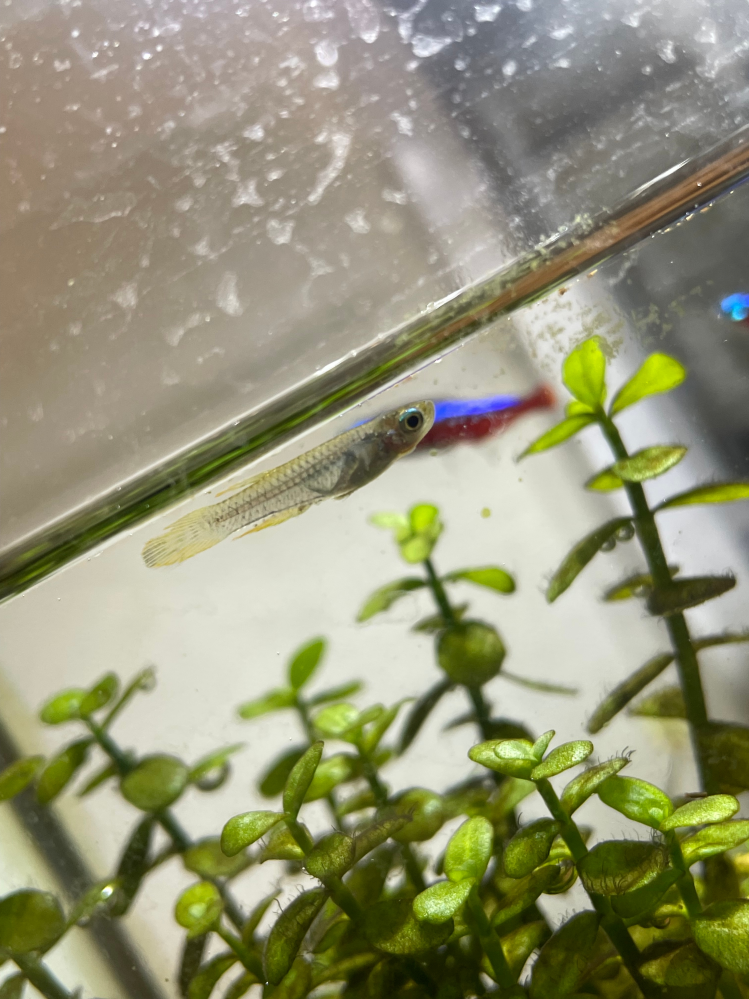 カージナルテトラずっと飼ってるんですけど ある日稚魚がいて別の水槽で育ててんですけど 大きくなったら全然違う子だったんですかど 写真だけで何の魚かわかりますか？！ あと、カージナルと混泳できますか？