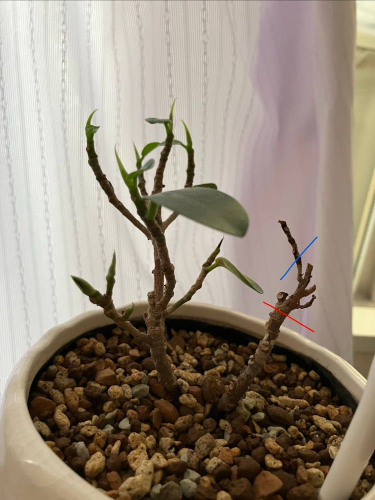 パンダガジュマルの挿し木を植え替えして3日ほどで葉が落ち始め1週間く