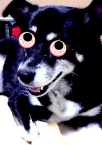 犬の闘病記を扱うライブドアブログの記事群から、飼い主の心理状態の変化を自然言語処理によって推定する場合、どのような指標を用いることが適切ですか？