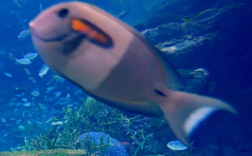 この魚の名前を教えてください