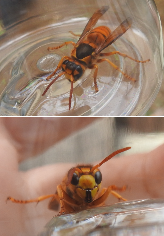 この蜂の名前を教えていただけませんか？大きさは2.5cmくらい