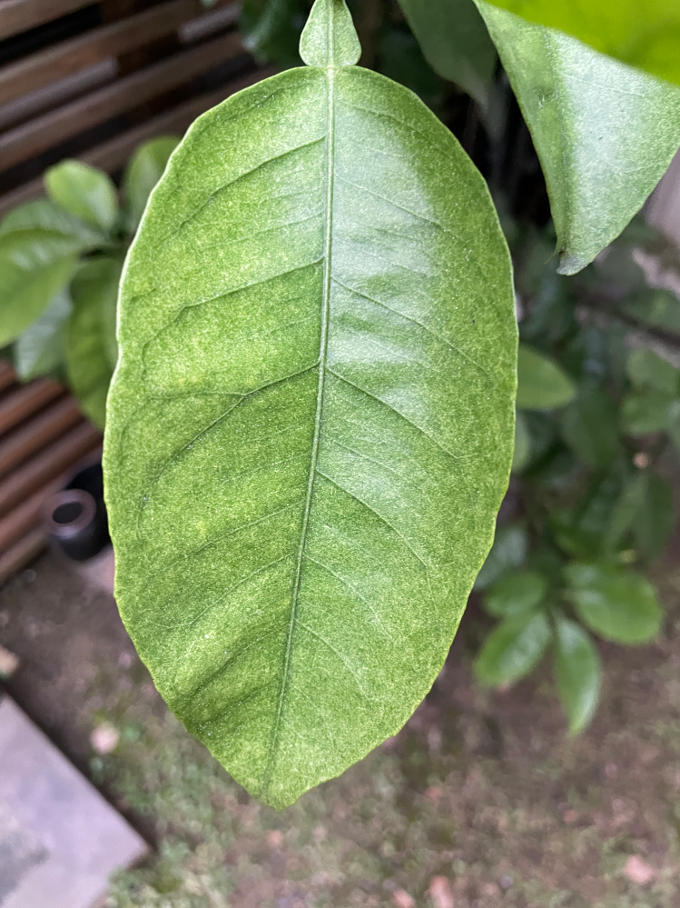 八朔の葉が写真のようになっています。何か対策をご教示いただけます