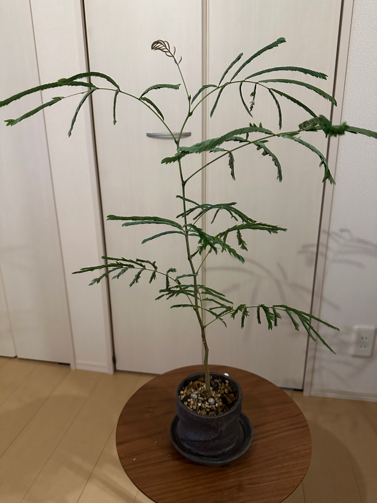 少し弱ったパキラ（2m）を育てています。 - 高さがあるので剪定