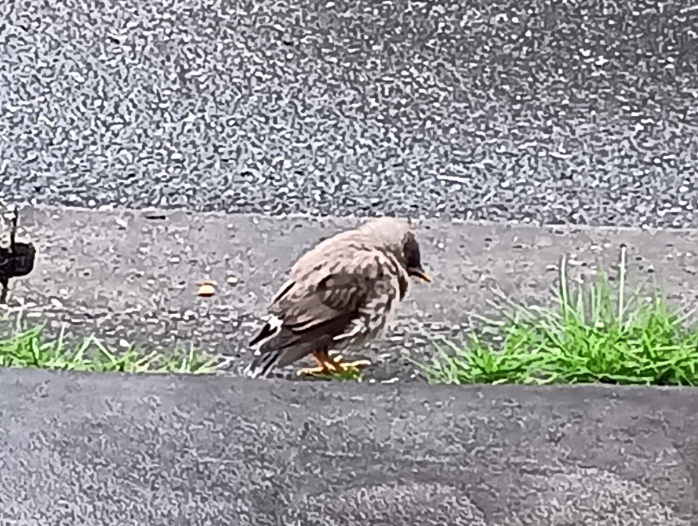 昔、メジロを飼っていました今は飼育してはいけませんか？ - 国産