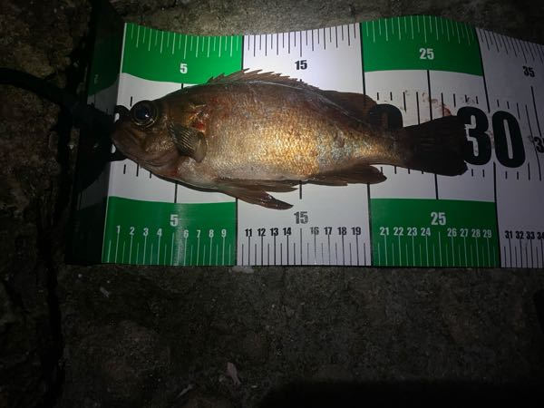 チヌ（クロダイ）の60cmオーバー、通称（ロクマル）が釣れる確
