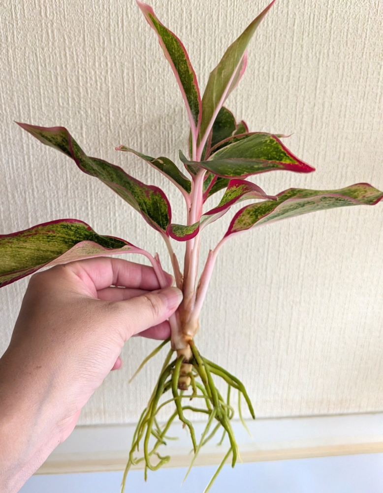 株分けについて質問です。観葉植物のアグラオネマの株分けをどうすれば