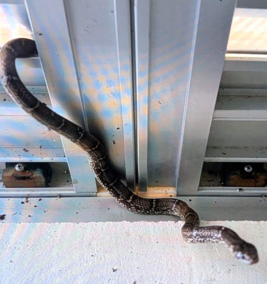 里親様決まりました！ボールパイソン ボールパイソン里親探し、譲渡 