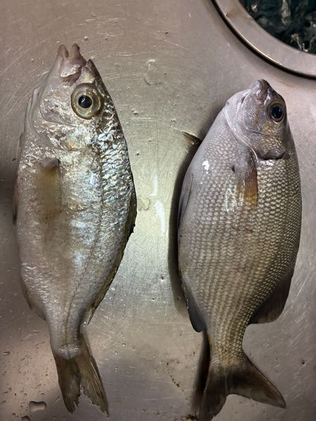 チヌ（クロダイ）の60cmオーバー、通称（ロクマル）が釣れる確